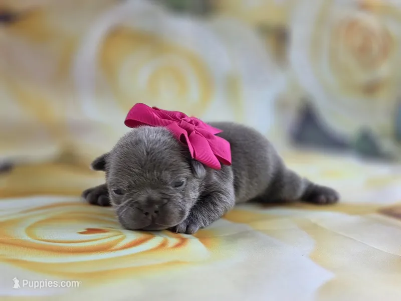 Minnie  – French Bulldog puppy for sale in Stigler, OK