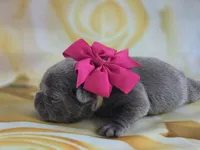 Minnie , a female French Bulldog for sale in Stigler, OK – Photo 6 of 7