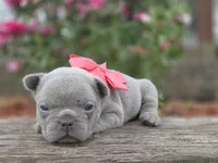 Baby, a female French Bulldog for sale in Stigler, OK – Photo 5 of 5