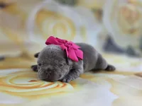 Minnie , a female French Bulldog for sale in Stigler, OK – Photo 2 of 7