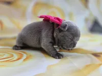 Minnie , a female French Bulldog for sale in Stigler, OK – Photo 4 of 7