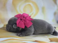 Minnie , a female French Bulldog for sale in Stigler, OK – Photo 5 of 7