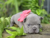 Baby, a female French Bulldog for sale in Stigler, OK – Photo 2 of 5