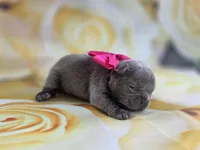 Minnie , a female French Bulldog for sale in Stigler, OK – Photo 3 of 7