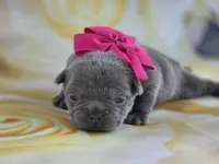 Minnie , a female French Bulldog for sale in Stigler, OK – Photo 7 of 7