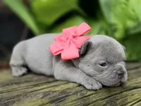 Baby, a female French Bulldog for sale in Stigler, OK – Photo 3 of 5
