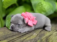 Baby, a female French Bulldog for sale in Stigler, OK – Photo 4 of 5