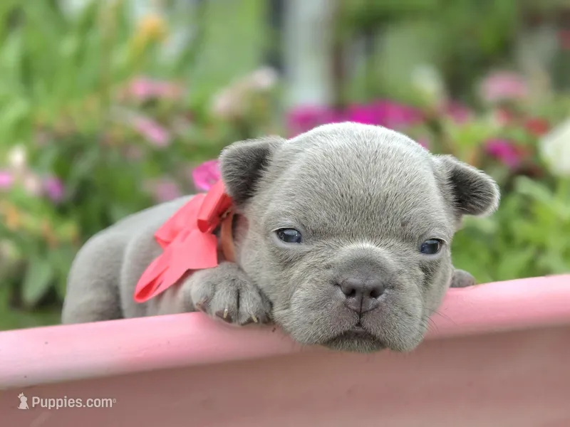 Baby – French Bulldog puppy for sale in Stigler, OK