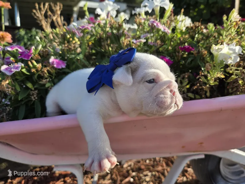 Baldor – English Bulldog puppy for sale in Stigler, OK