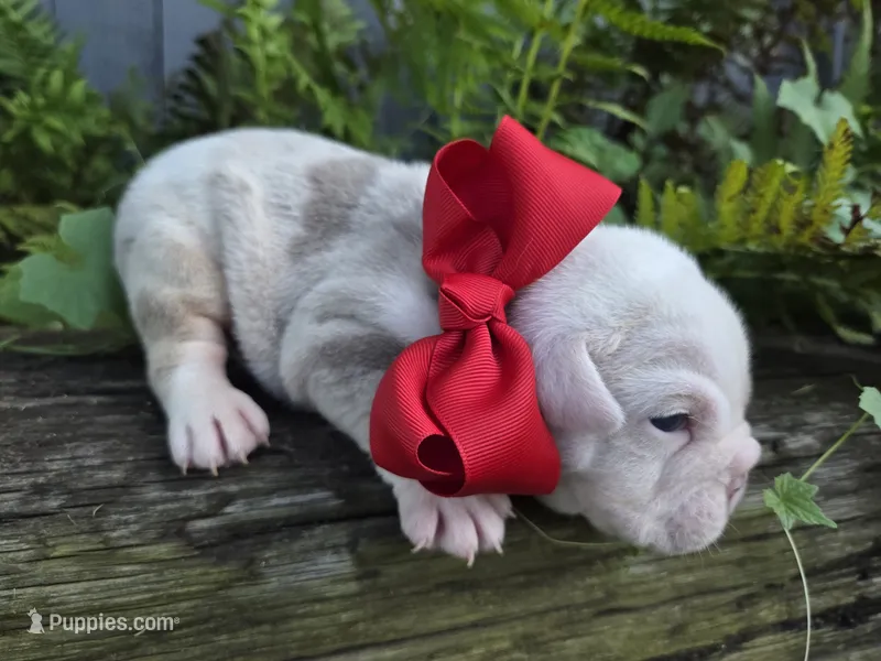 BINGO – English Bulldog puppy for sale in Stigler, OK