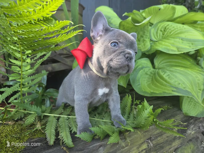 Baby – French Bulldog puppy for sale in Stigler, OK