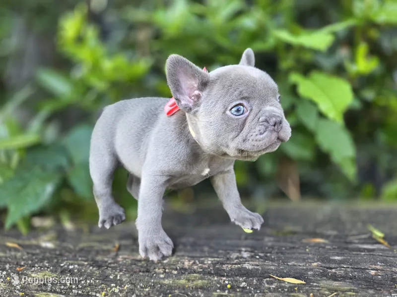 Phoenix – French Bulldog puppy for sale in Stigler, OK