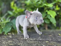 Phoenix, a female French Bulldog for sale in Stigler, OK – 7 of 7