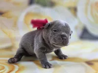 Kibbles, a female French Bulldog for sale in Stigler, OK – Photo 4 of 6