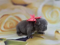 Kibbles, a female French Bulldog for sale in Stigler, OK – Photo 5 of 6