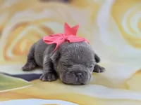 Kibbles, a female French Bulldog for sale in Stigler, OK – Photo 2 of 6