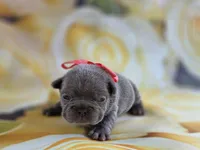 Kibbles, a female French Bulldog for sale in Stigler, OK – Photo 3 of 6