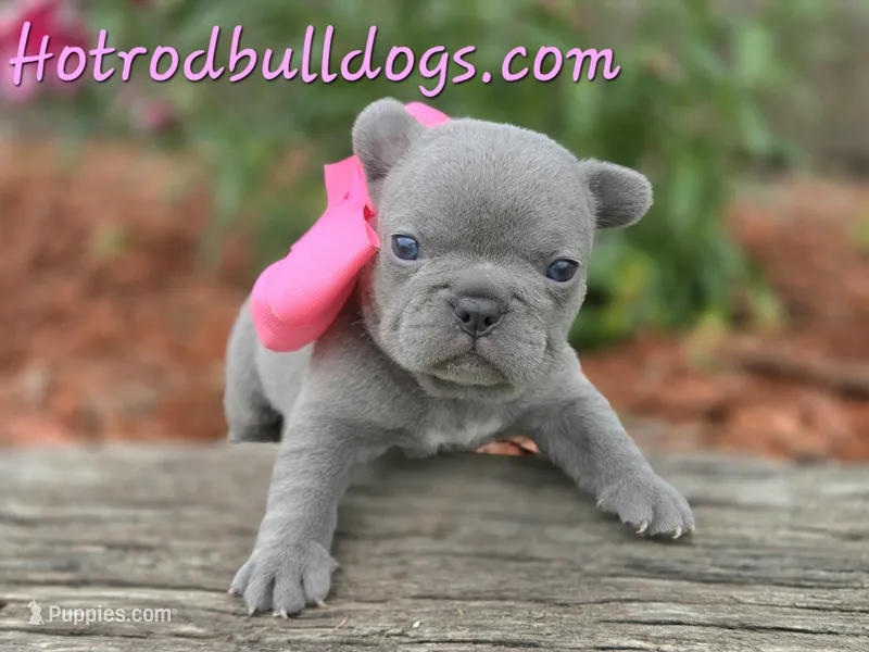 Kibbles – French Bulldog puppy for sale in Stigler, OK