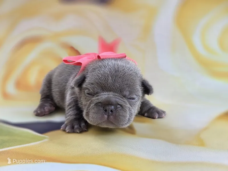 Kibbles – French Bulldog puppy for sale in Stigler, OK