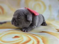 Kibbles, a female French Bulldog for sale in Stigler, OK – Photo 6 of 6