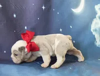 Marcello, a male English Bulldog for sale in Stigler, OK – 2 of 7