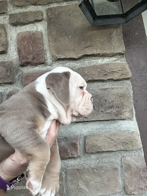 Rosie – Olde English Bulldogge puppy for sale in Cumberland, OH