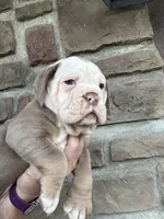 Rosie, a female Olde English Bulldogge for sale in Cumberland, OH – Photo 2 of 4