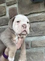 Rosie, a female Olde English Bulldogge for sale in Cumberland, OH – Photo 3 of 4