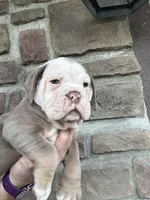 Rosie, a female Olde English Bulldogge for sale in Cumberland, OH – Photo 4 of 4