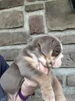 Daisy, a female Olde English Bulldogge for sale in Cumberland, OH – Photo 2 of 4
