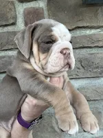 Daisy, a female Olde English Bulldogge for sale in Cumberland, OH – Photo 4 of 4