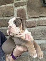 Daisy, a female Olde English Bulldogge for sale in Cumberland, OH – Photo 3 of 4