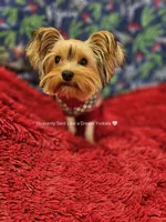 💙 SEBASTIAN💙, a male Yorkshire Terrier for sale in Riverside, CA – 2 of 6