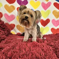 💚Sebastian💚, a male Yorkshire Terrier for sale in Riverside, CA – Photo 1 of 9