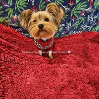 💚Sebastian💚, a male Yorkshire Terrier for sale in Riverside, CA – Photo 3 of 9