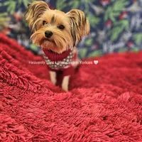 💚Sebastian💚, a male Yorkshire Terrier for sale in Riverside, CA – Photo 2 of 9