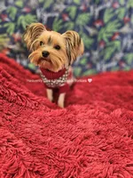 💚Sebastian💚, a male Yorkshire Terrier for sale in Riverside, CA – Photo 2 of 9