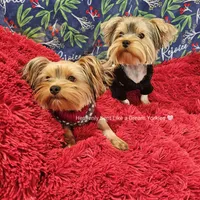 💚Sebastian💚, a male Yorkshire Terrier for sale in Riverside, CA – Photo 4 of 9