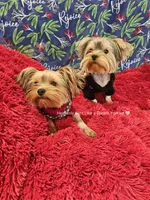 💚Sebastian💚, a male Yorkshire Terrier for sale in Riverside, CA – Photo 4 of 9