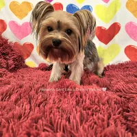 💚Sebastian💚, a male Yorkshire Terrier for sale in Riverside, CA – Photo 7 of 9