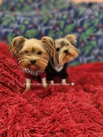 💚Sebastian💚, a male Yorkshire Terrier for sale in Riverside, CA – Photo 6 of 9