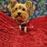 💚Sebastian💚, a male Yorkshire Terrier for sale in Riverside, CA – Photo 5 of 9