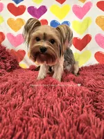 💙 SEBASTIAN💙, a male Yorkshire Terrier for sale in Riverside, CA – 6 of 6