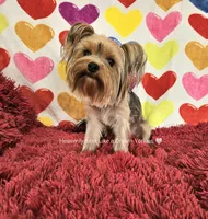 💙 SEBASTIAN💙, a male Yorkshire Terrier for sale in Riverside, CA – 3 of 6