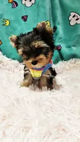 💚Jeremy💚, a male Yorkshire Terrier for sale in Riverside, CA – 4 of 4