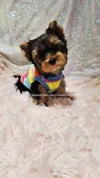 💚Jeremy💚, a male Yorkshire Terrier for sale in Riverside, CA – 2 of 4