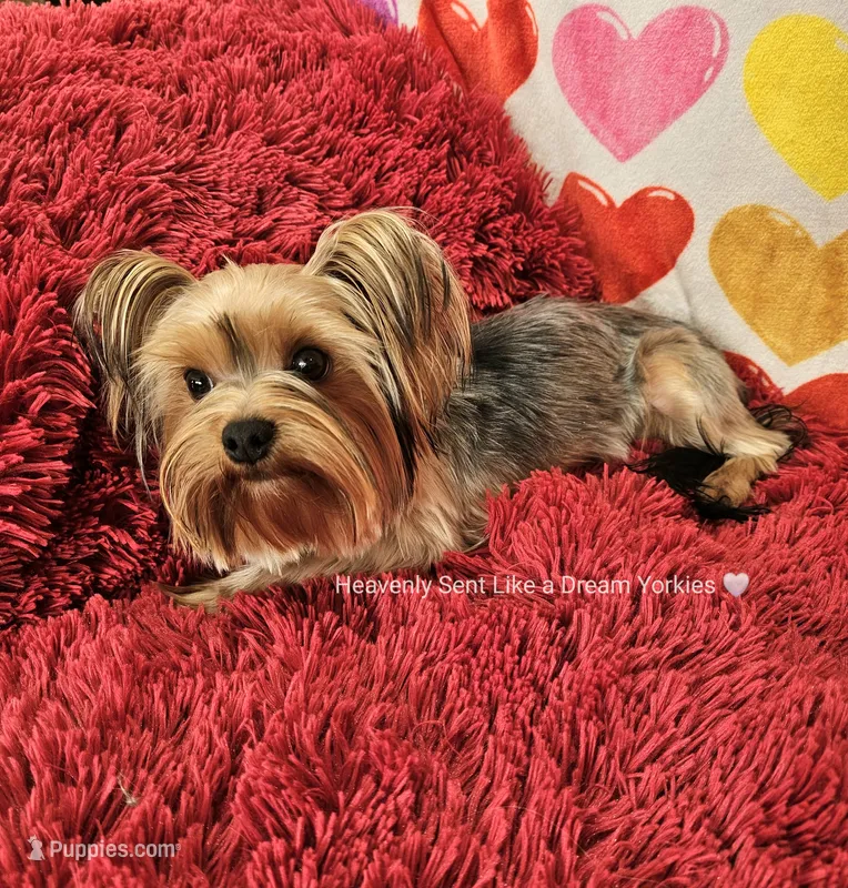 💙 SEBASTIAN💙 – Yorkshire Terrier puppy for sale in Riverside, CA