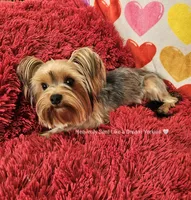 💙 SEBASTIAN💙, a male Yorkshire Terrier for sale in Riverside, CA – 1 of 6