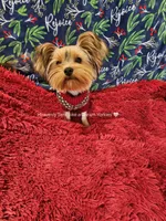 💙 SEBASTIAN💙, a male Yorkshire Terrier for sale in Riverside, CA – 4 of 6