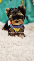 💚Jeremy💚, a male Yorkshire Terrier for sale in Riverside, CA – 3 of 4